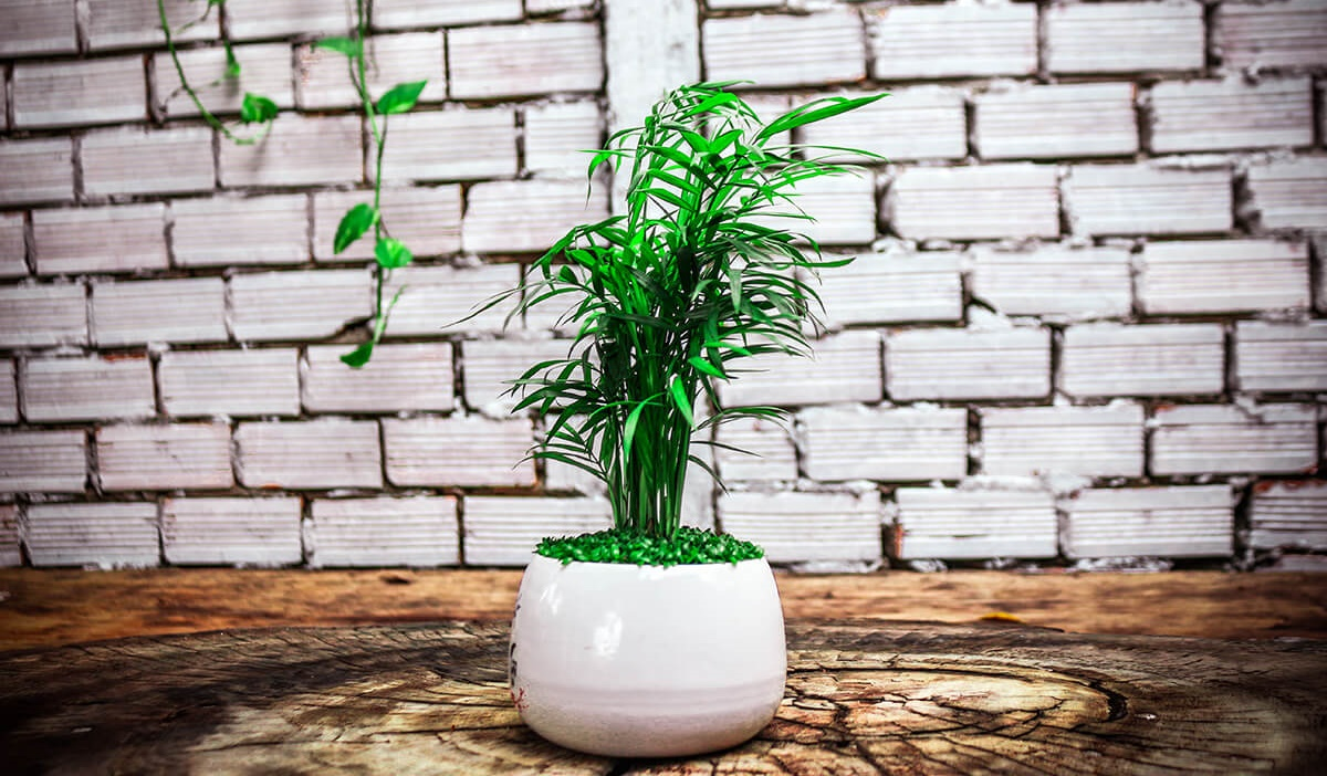 Người mệnh Mộc chỉ cần trồng 1 trong 5 loại cây này - tiền bạc lúc nào cũng ‘chảy’ vào nhà - Ảnh 4.