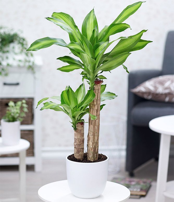 Người mệnh Mộc chỉ cần trồng 1 trong 5 loại cây này - tiền bạc lúc nào cũng ‘chảy’ vào nhà - Ảnh 5.