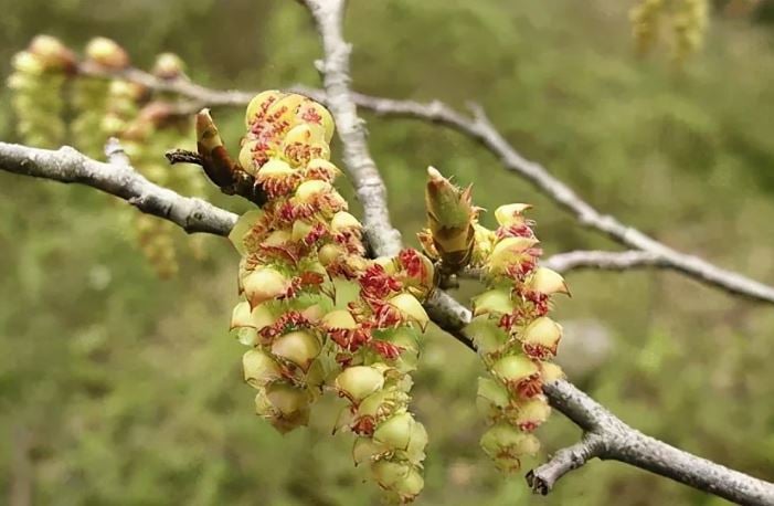 Loài cây “độc nhất vô nhị” trên thế giới sắp tuyệt chủng: Đã hơn 250 tuổi, hạt giống được gửi vào vũ trụ để nhân giống trong không gian - Ảnh 2.