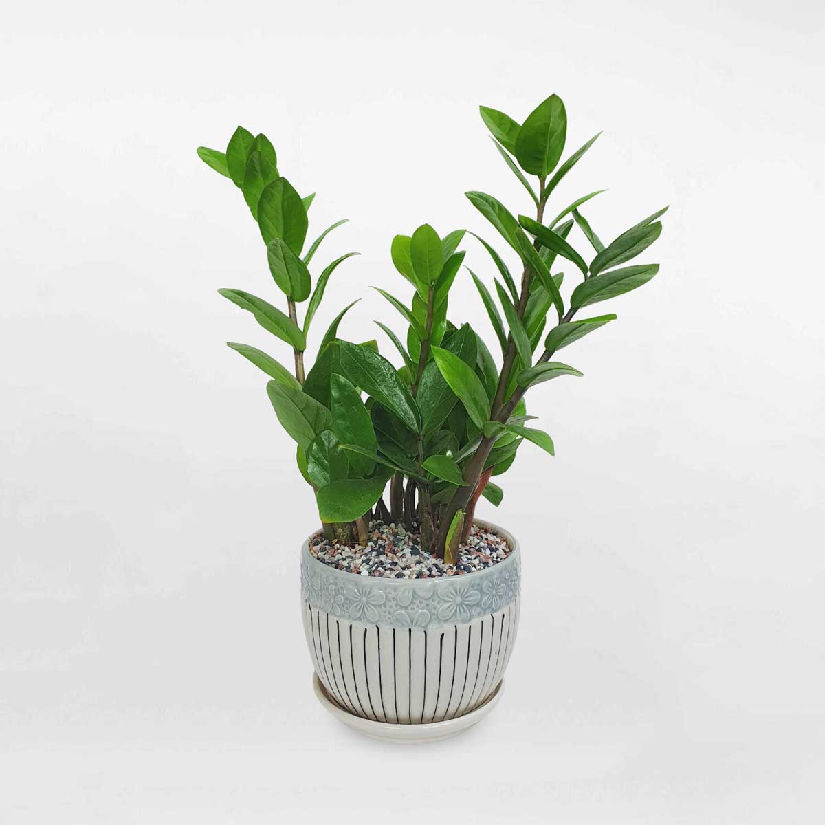 Người mệnh Mộc chỉ cần trồng 1 trong 5 loại cây này - tiền bạc lúc nào cũng ‘chảy’ vào nhà - Ảnh 1.