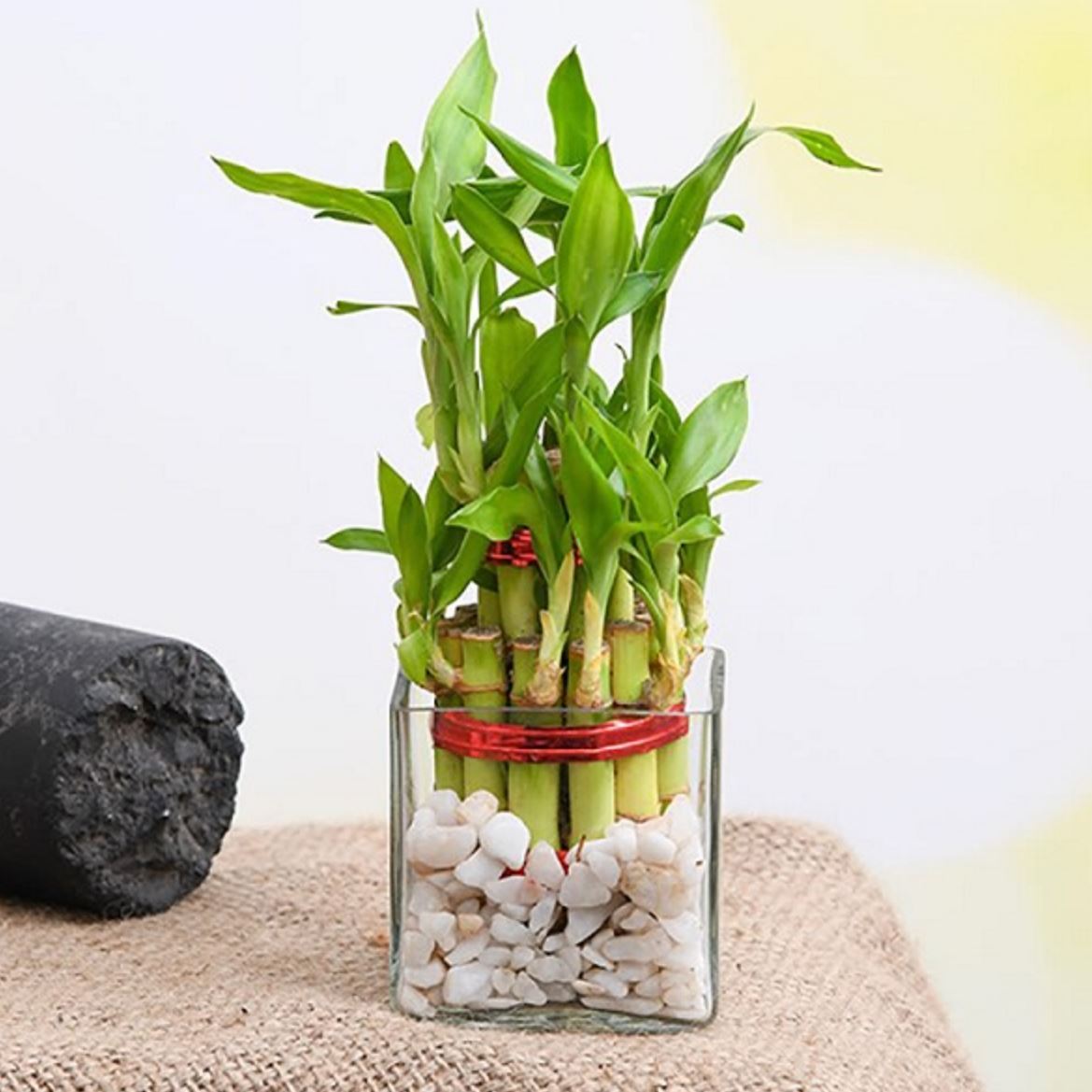 Người mệnh Mộc chỉ cần trồng 1 trong 5 loại cây này - tiền bạc lúc nào cũng ‘chảy’ vào nhà - Ảnh 2.
