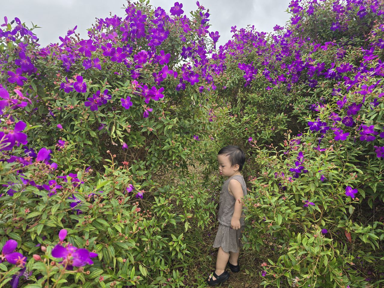 Chuyến x&ecirc; dịch 