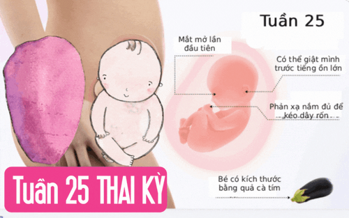 Tuần thai thứ 25: Bé đã tròn trịa hơn, não bộ phát triển mạnh mẽ