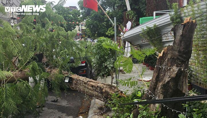 Cây phượng cổ thụ gãy ngang thân, đè trúng người đi đường ở Hải Phòng - Ảnh 3.