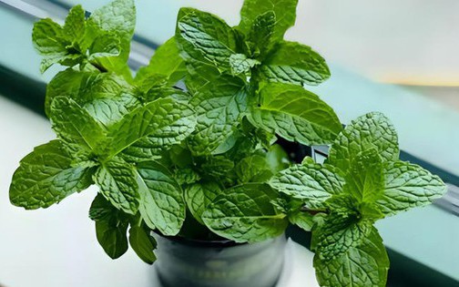 N&ecirc;n để cửa ph&ograve;ng tắm mở hay đ&oacute;ng khi kh&ocirc;ng sử dụng? Đ&acirc;y kh&ocirc;ng phải l&agrave; m&ecirc; t&iacute;n dị đoan nhưng h&atilde;y nhớ nhắc nhở gia đ&igrave;nh - Ảnh 3.