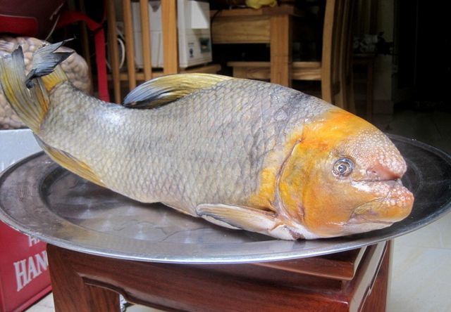 Báu vật sông Lô “quý như vàng”, giá hàng chục triệu đồng/kg vẫn nhiều người “săn đón”, cả thế giới chỉ 2 nước có - Ảnh 2.