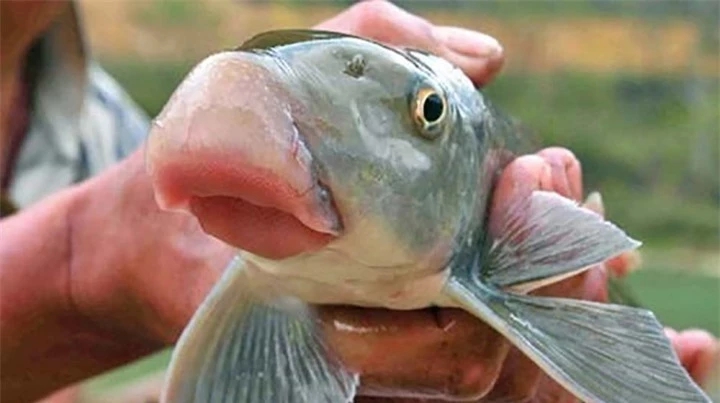 Báu vật sông Lô “quý như vàng”, giá hàng chục triệu đồng/kg vẫn nhiều người “săn đón”, cả thế giới chỉ 2 nước có - Ảnh 1.