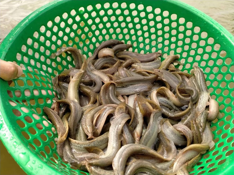 Đây là loại "thịt vàng" cho người cao tuổi: Ăn 2 lần/tuần để bảo vệ tế bào não, cách nấu thì đẽ và rất thơm ngon - Ảnh 1. Đây là loại "thịt vàng" cho người cao tuổi: Ăn 2 lần/tuần để bảo vệ tế bào não, cách nấu thì đẽ và rất thơm ngon - Ảnh 1.