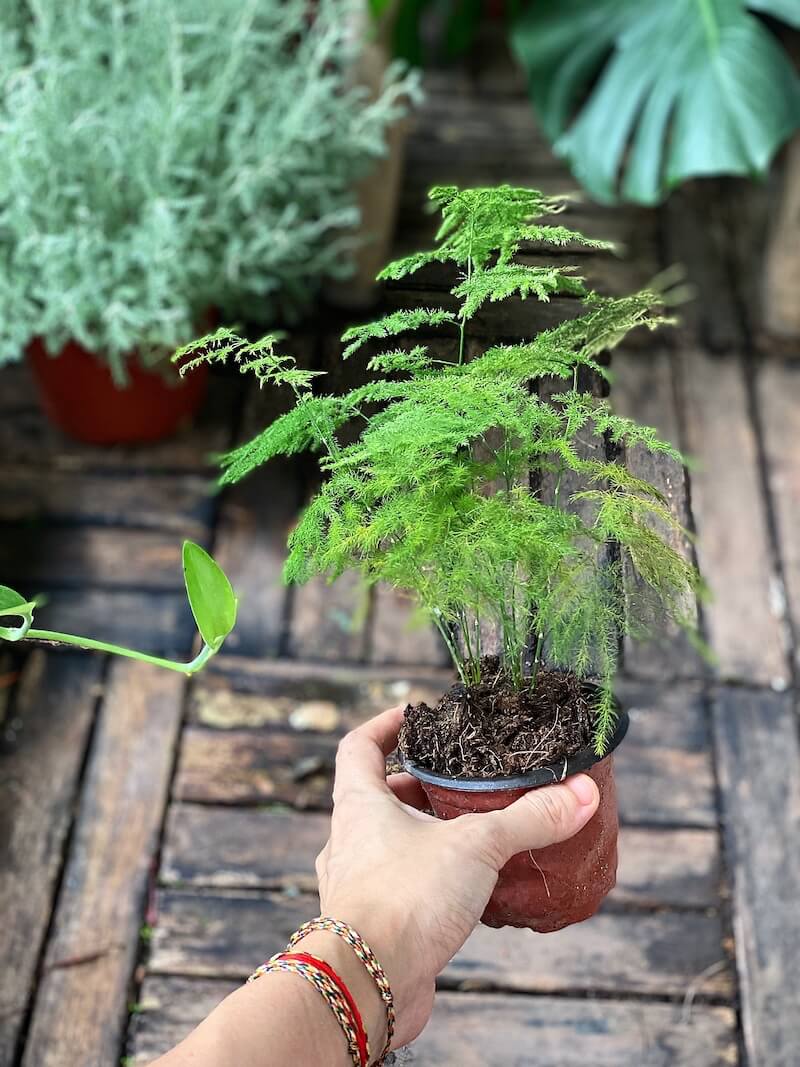 Người xưa tin rằng: Nhà có cây này trong phòng khách thì con cháu học hành đỗ đạt, tài khí đầy nhà - Ảnh 1. Người xưa tin rằng: Nhà có cây này trong phòng khách thì con cháu học hành đỗ đạt, tài khí đầy nhà - Ảnh 1.