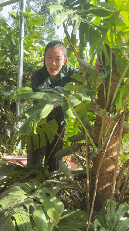 "7 năm chờ mới ăn được một quả": Loại cây nhà giàu trồng làm cảnh nay thành đặc sản mukbang gây sốt MXH- Ảnh 7.