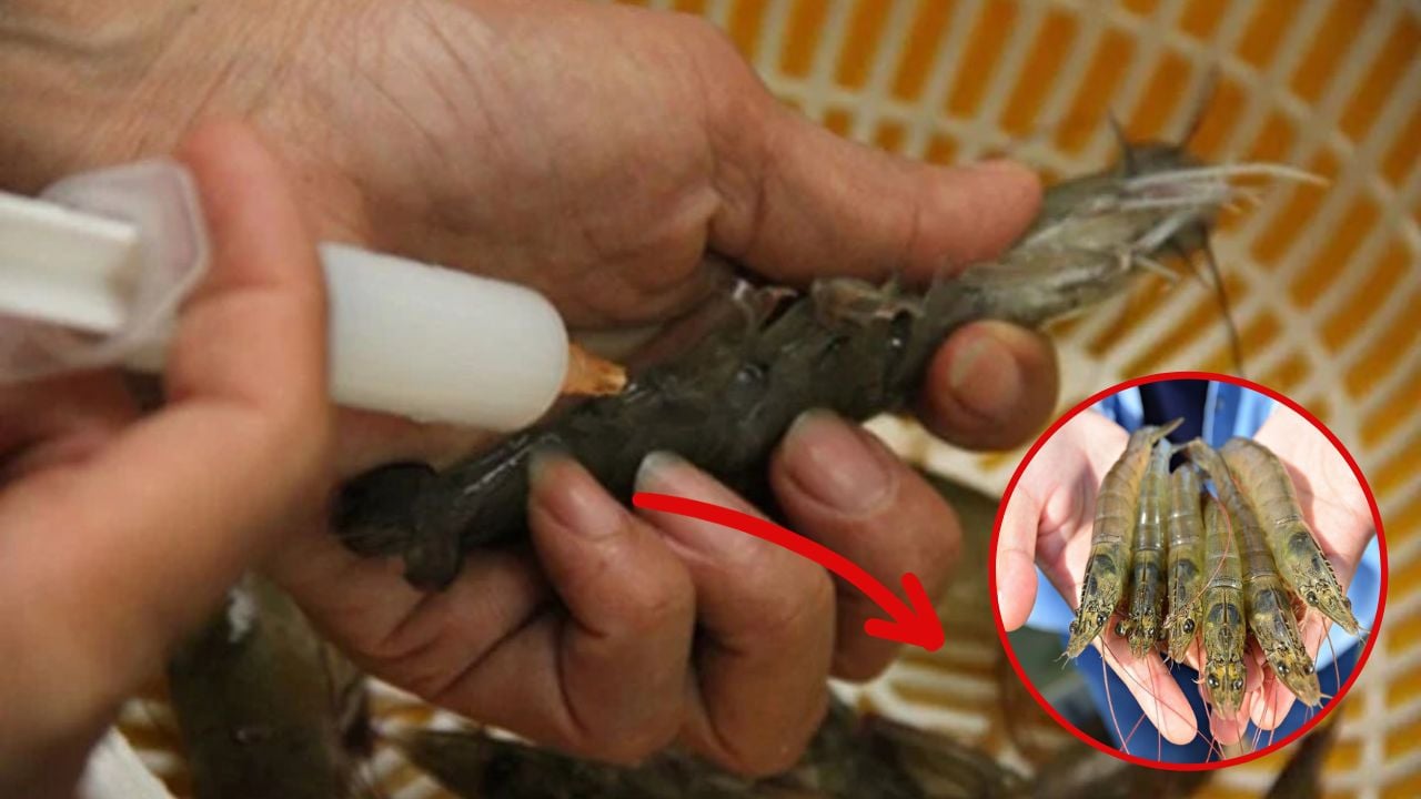 Chủ tiệm hải sản nói thẳng: “Chỉ người không biết mới mua 4 loại tôm này, cực hại sức khỏe, nhớ tránh xa&quot;- Ảnh 4.