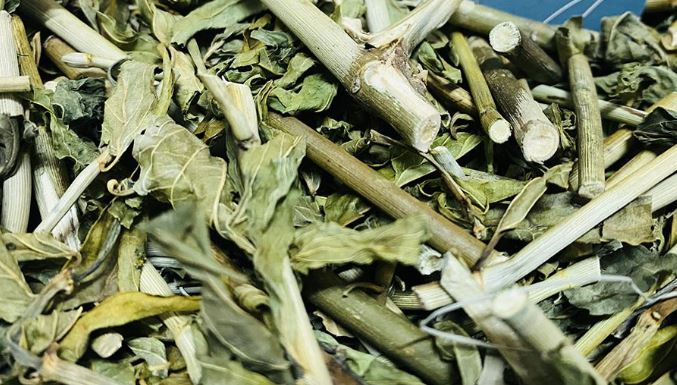 Cây dại mọc đầy bờ rào xưa không ai "ngó", nay thành đặc sản dân phố thích mê, giá 100.000 đồng/kg - Ảnh 4. Cây dại mọc đầy bờ rào xưa không ai "ngó", nay thành đặc sản dân phố thích mê, 100.000 đồng/kg - Ảnh 4.