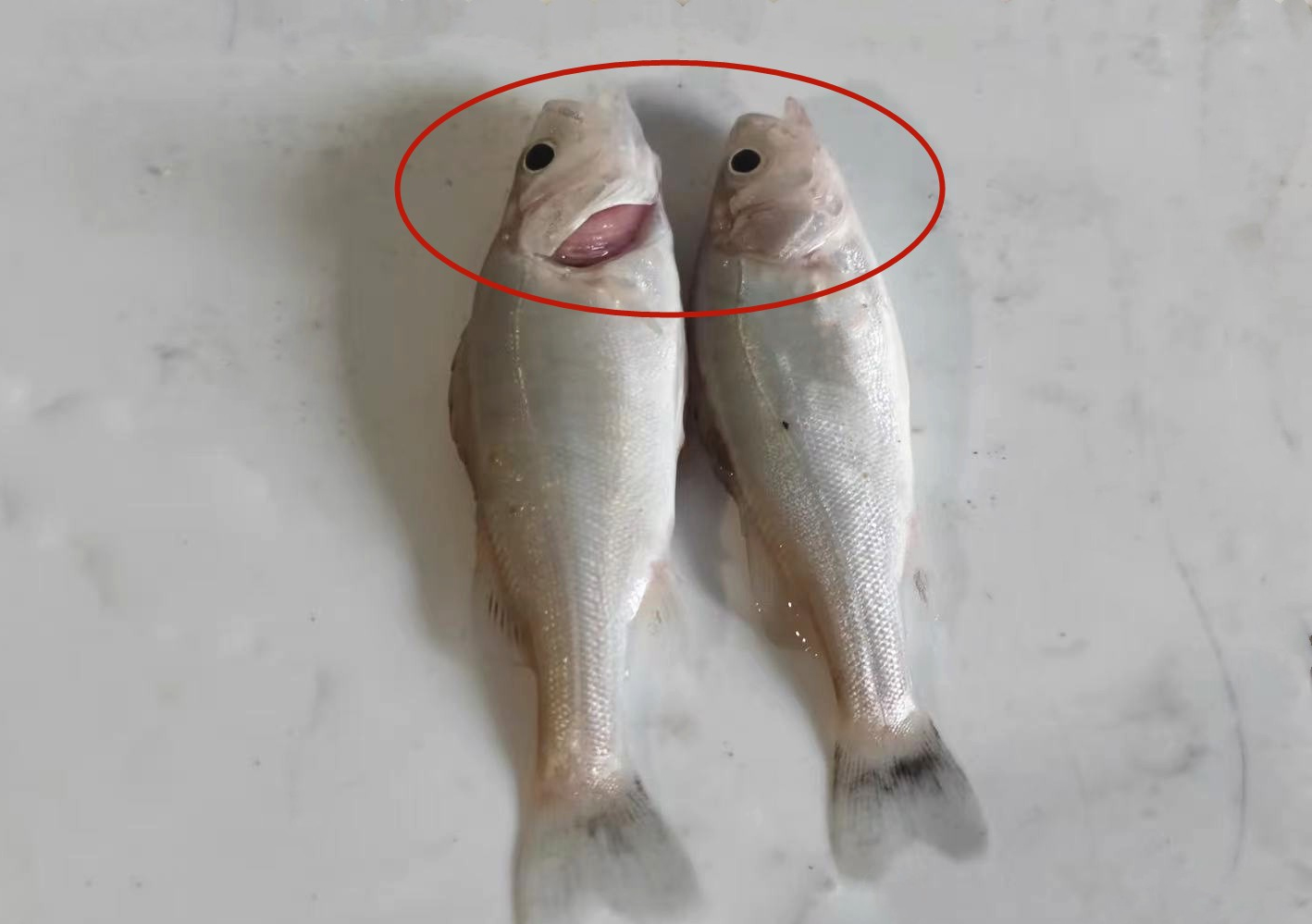 Tôi vừa mới phát hiện ra: 4 loại cá này chứa kim loại nặng và ký sinh trùng, vì sức khỏe của bạn và gia đình nên ăn ít lại!- Ảnh 4. Tôi vừa mới phát hiện ra: 4 loại cá này chứa kim loại nặng và ký sinh trùng, vì sức khỏe của bạn và gia đình nên ăn ít lại!- Ảnh 4.