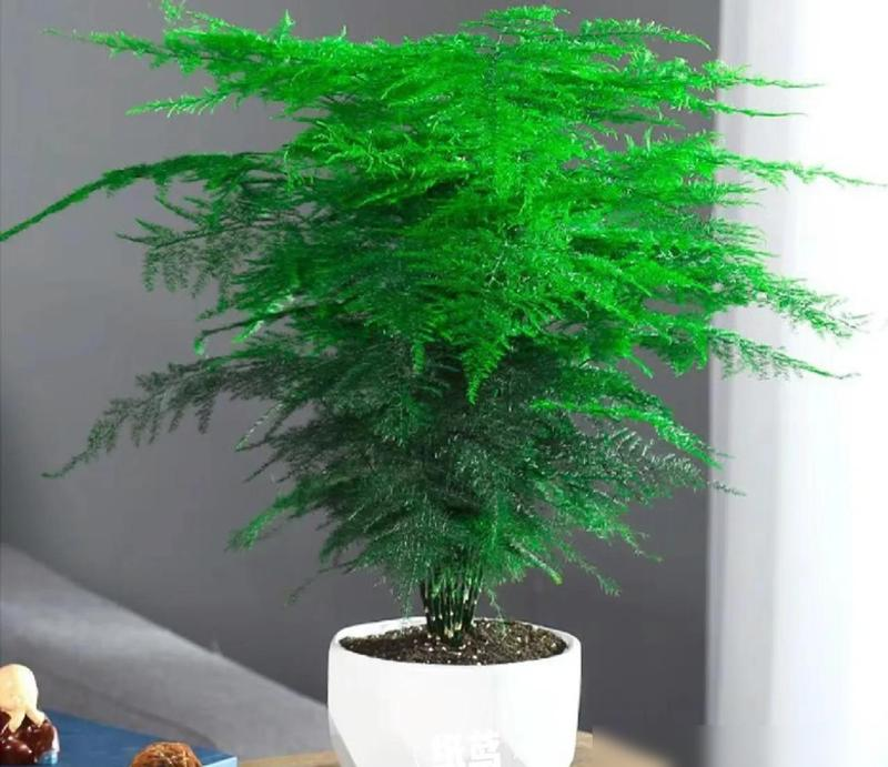 3 loại hoa tuyệt đối không nên trồng trong nhà: Hoa có thể nở rộ nhưng gia chủ thì khó hanh thông- Ảnh 5.