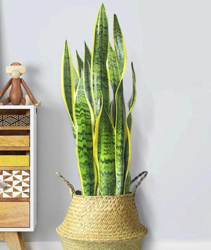 3 loại hoa tuyệt đối không nên trồng trong nhà: Hoa có thể nở rộ nhưng gia chủ thì khó hanh thông- Ảnh 4.
