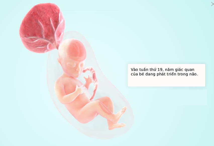 Tuần thai thứ 19: Toàn thân bé được bọc trong lớp sáp bảo vệ, mẹ đề phòng nguy cơ bị giãn tĩnh mạch- Ảnh 5. Tuần thai thứ 19: Toàn thân bé được bọc trong lớp sáp bảo vệ, mẹ đề phòng nguy cơ bị giãn tĩnh mạch- Ảnh 5.