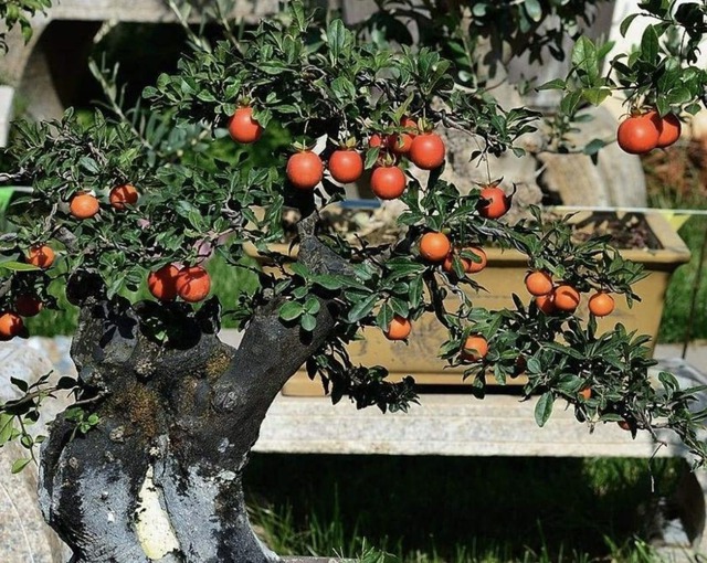 Ph&aacute;t ghen với nh&agrave; n&agrave;o trồng 4 c&acirc;y n&agrave;y: Hoa thơm quả đẹp, v&iacute; như 