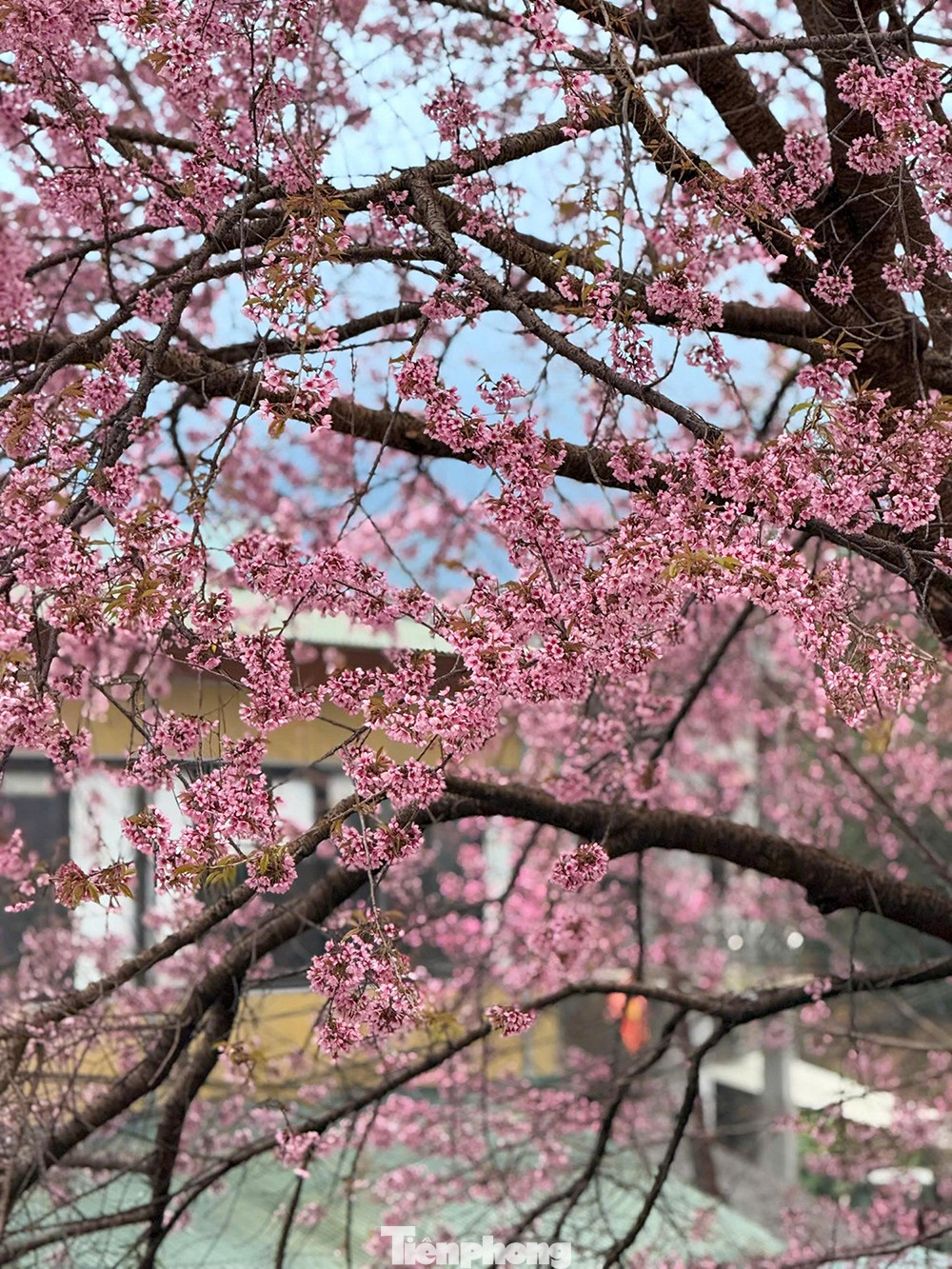 Hoa Tớ D&agrave;y nở rộ tại L&ocirc; L&ocirc; Chải thu h&uacute;t du kh&aacute;ch check-in m&ugrave;a xu&acirc;n sớm - Ảnh 12.