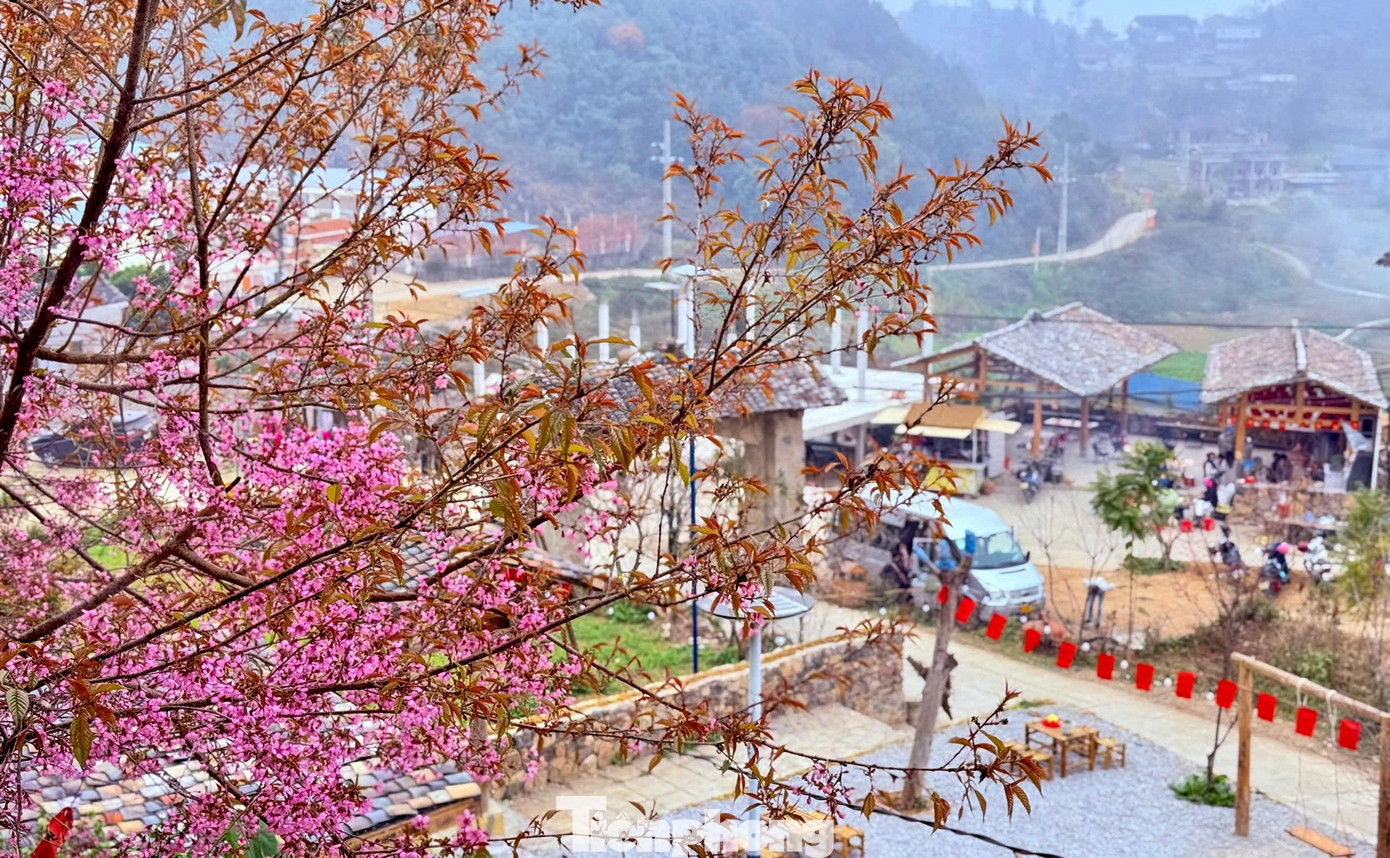 Hoa Tớ D&agrave;y nở rộ tại L&ocirc; L&ocirc; Chải thu h&uacute;t du kh&aacute;ch check-in m&ugrave;a xu&acirc;n sớm - Ảnh 7.