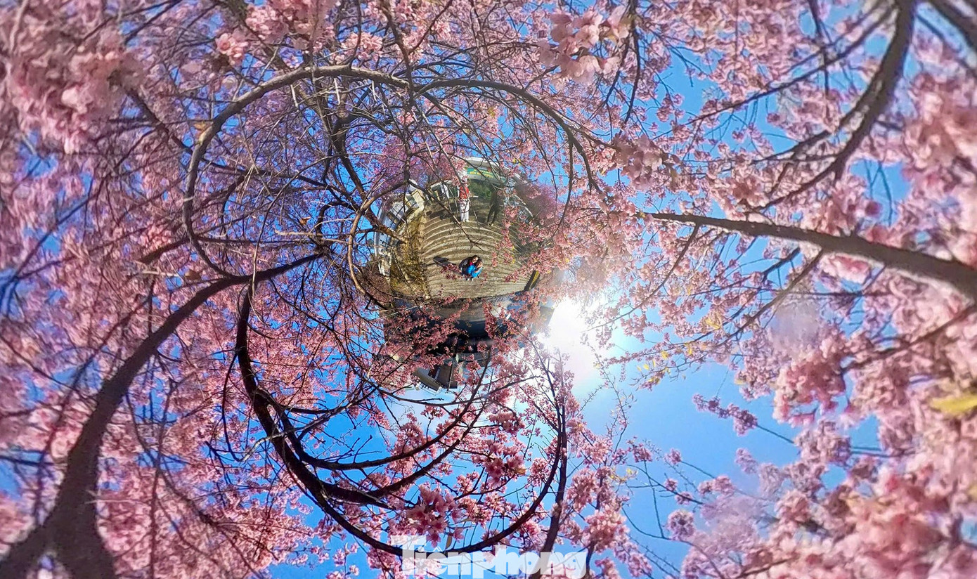 Hoa Tớ D&agrave;y nở rộ tại L&ocirc; L&ocirc; Chải thu h&uacute;t du kh&aacute;ch check-in m&ugrave;a xu&acirc;n sớm - Ảnh 1.