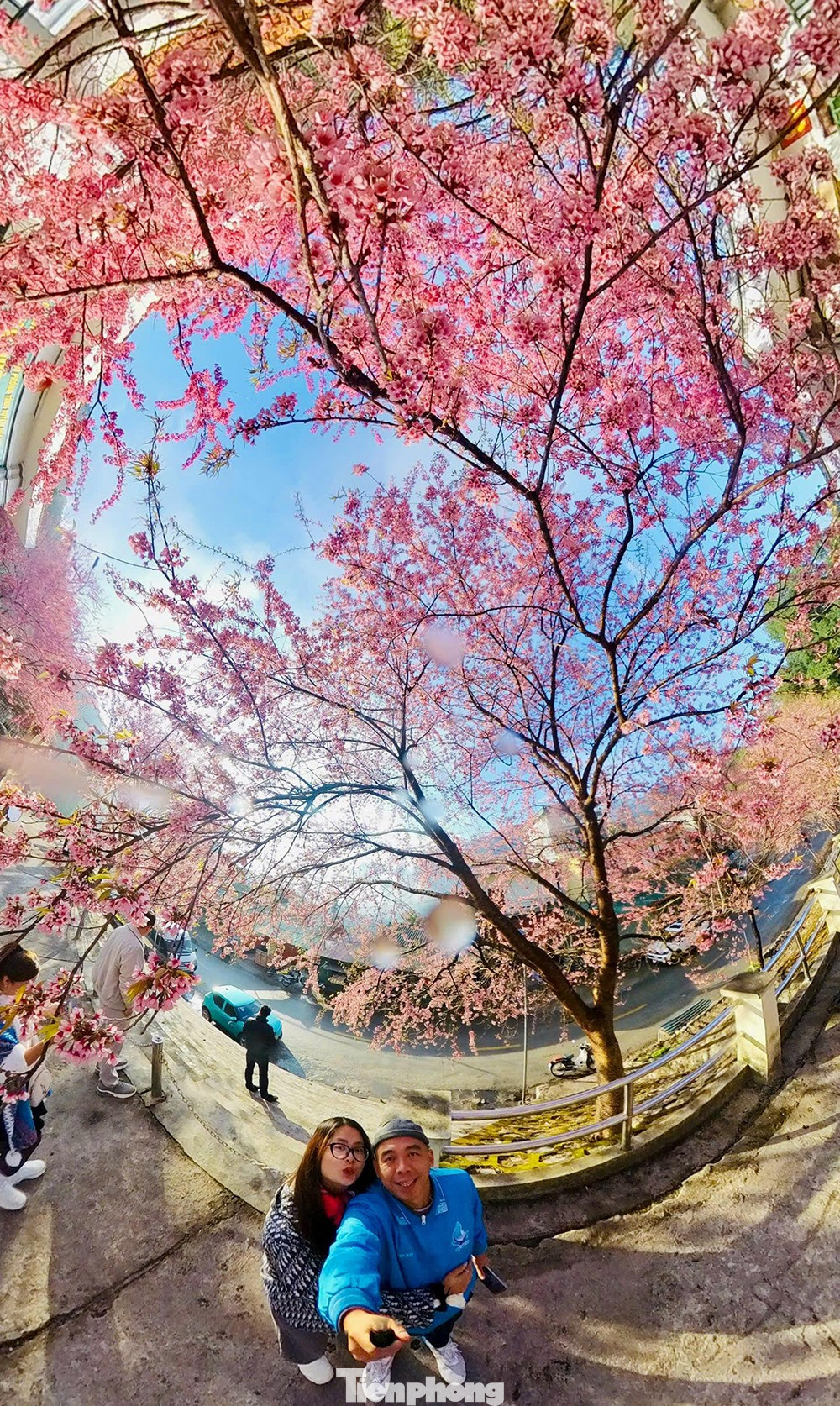 Hoa Tớ D&agrave;y nở rộ tại L&ocirc; L&ocirc; Chải thu h&uacute;t du kh&aacute;ch check-in m&ugrave;a xu&acirc;n sớm - Ảnh 8.