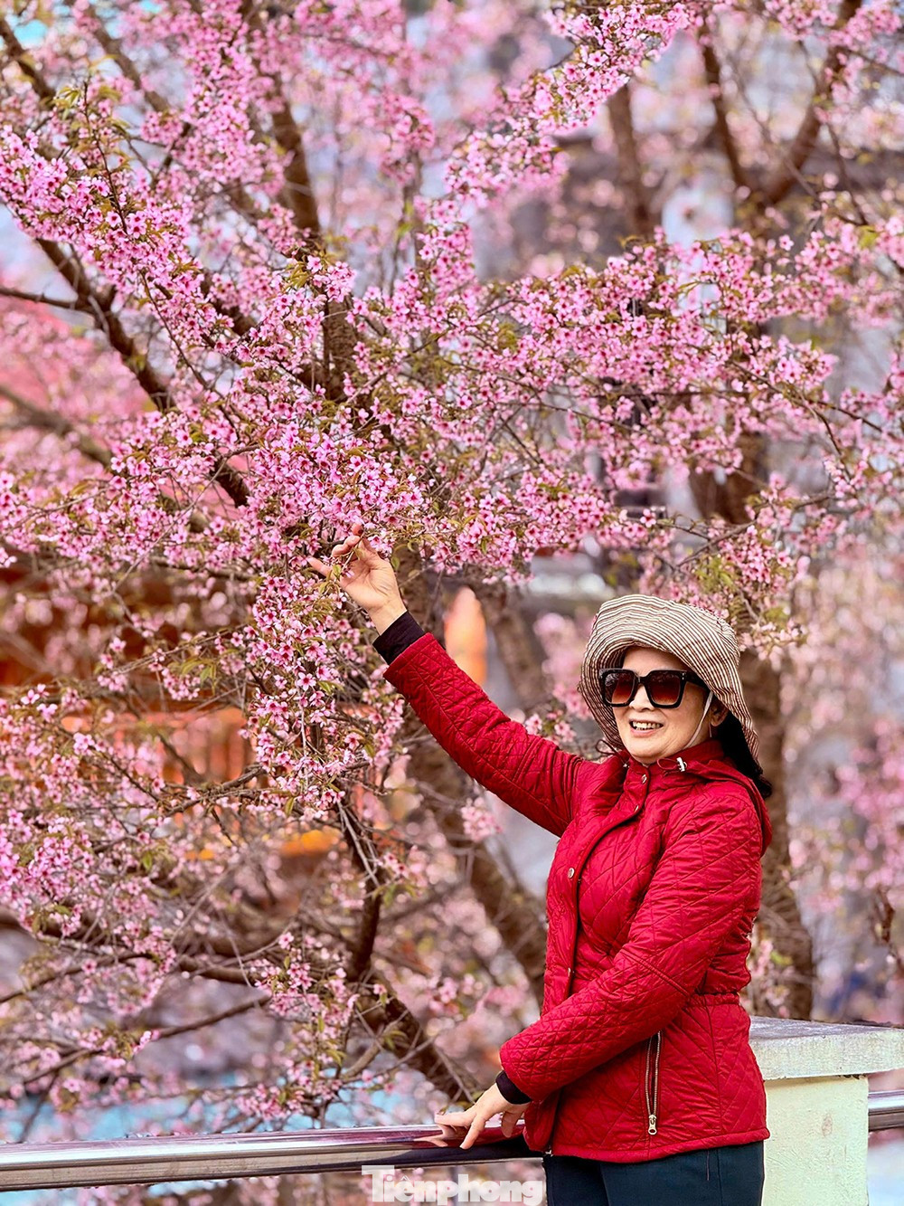 Hoa Tớ D&agrave;y nở rộ tại L&ocirc; L&ocirc; Chải thu h&uacute;t du kh&aacute;ch check-in m&ugrave;a xu&acirc;n sớm - Ảnh 2.