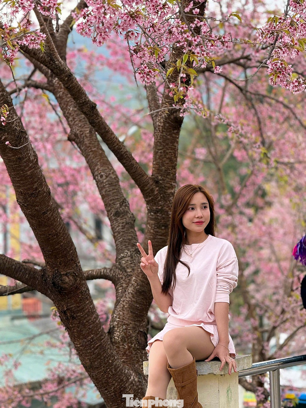 Hoa Tớ D&agrave;y nở rộ tại L&ocirc; L&ocirc; Chải thu h&uacute;t du kh&aacute;ch check-in m&ugrave;a xu&acirc;n sớm - Ảnh 3.