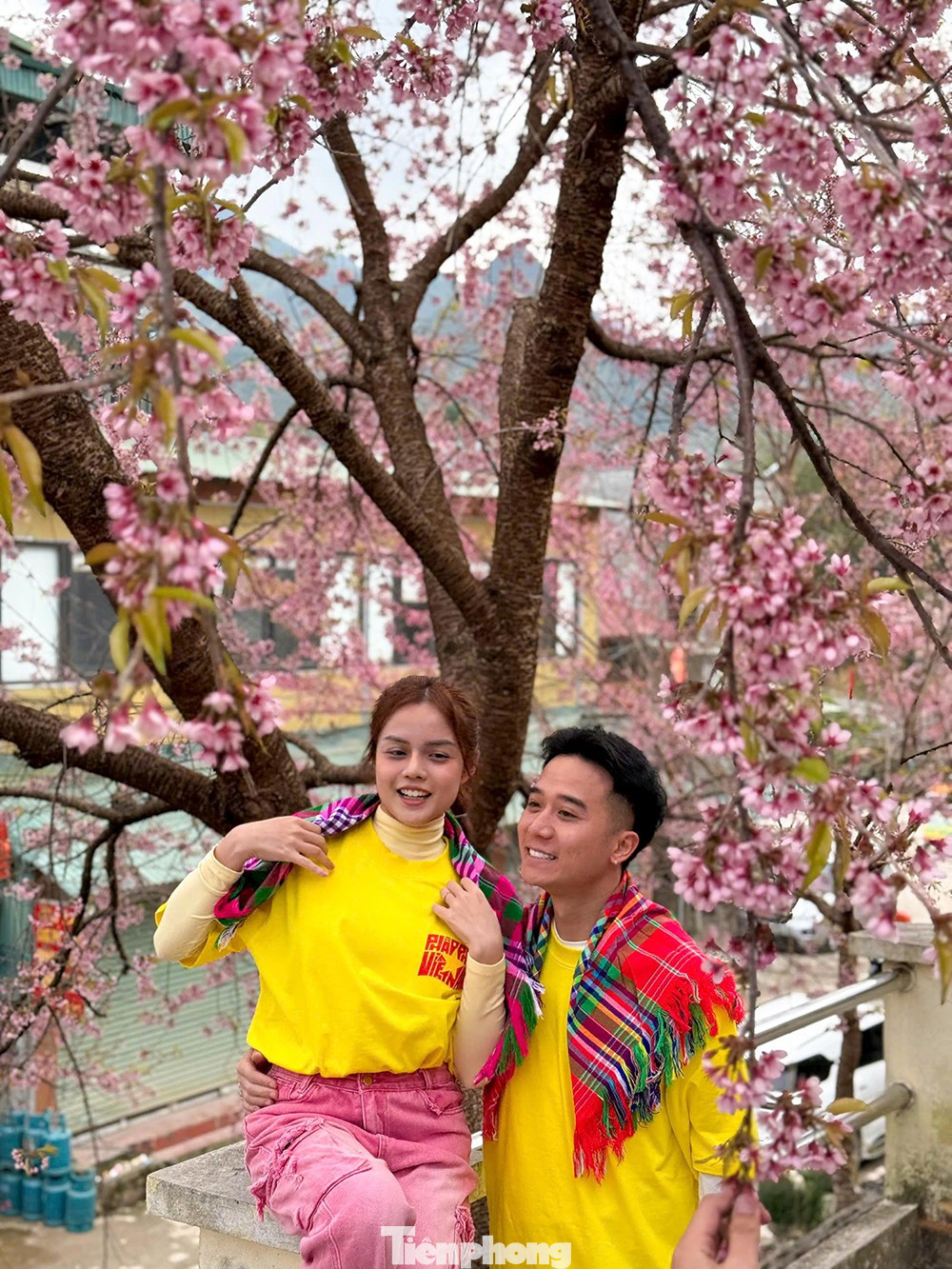 Hoa Tớ D&agrave;y nở rộ tại L&ocirc; L&ocirc; Chải thu h&uacute;t du kh&aacute;ch check-in m&ugrave;a xu&acirc;n sớm - Ảnh 5.
