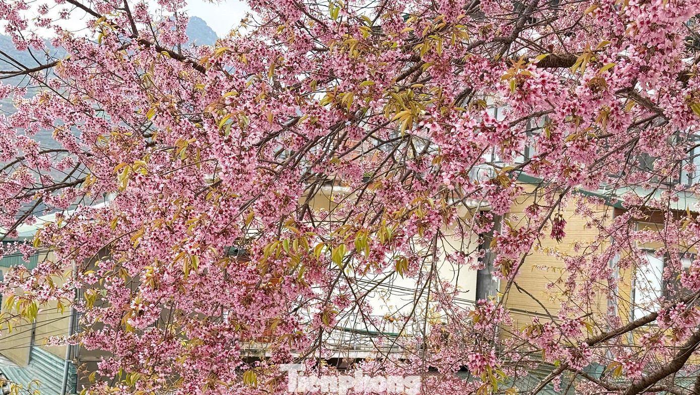 Hoa Tớ D&agrave;y nở rộ tại L&ocirc; L&ocirc; Chải thu h&uacute;t du kh&aacute;ch check-in m&ugrave;a xu&acirc;n sớm - Ảnh 11.