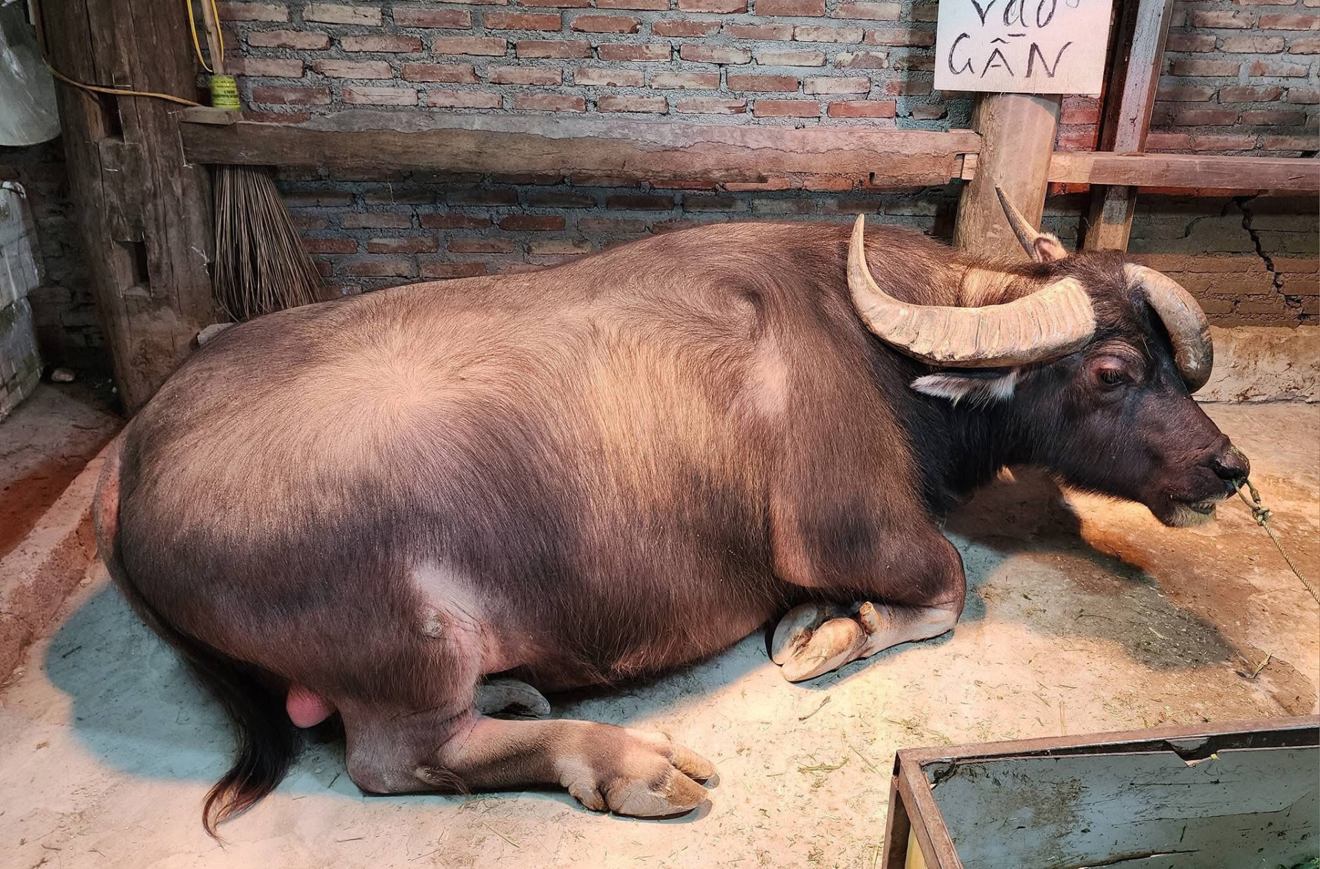 Ch&uacute; tr&acirc;u ba sừng Tuy&ecirc;n Quang g&acirc;y sốt, kh&ocirc;ng b&aacute;n d&ugrave; gi&aacute; 1,3 tỷ đồng - Ảnh 1.