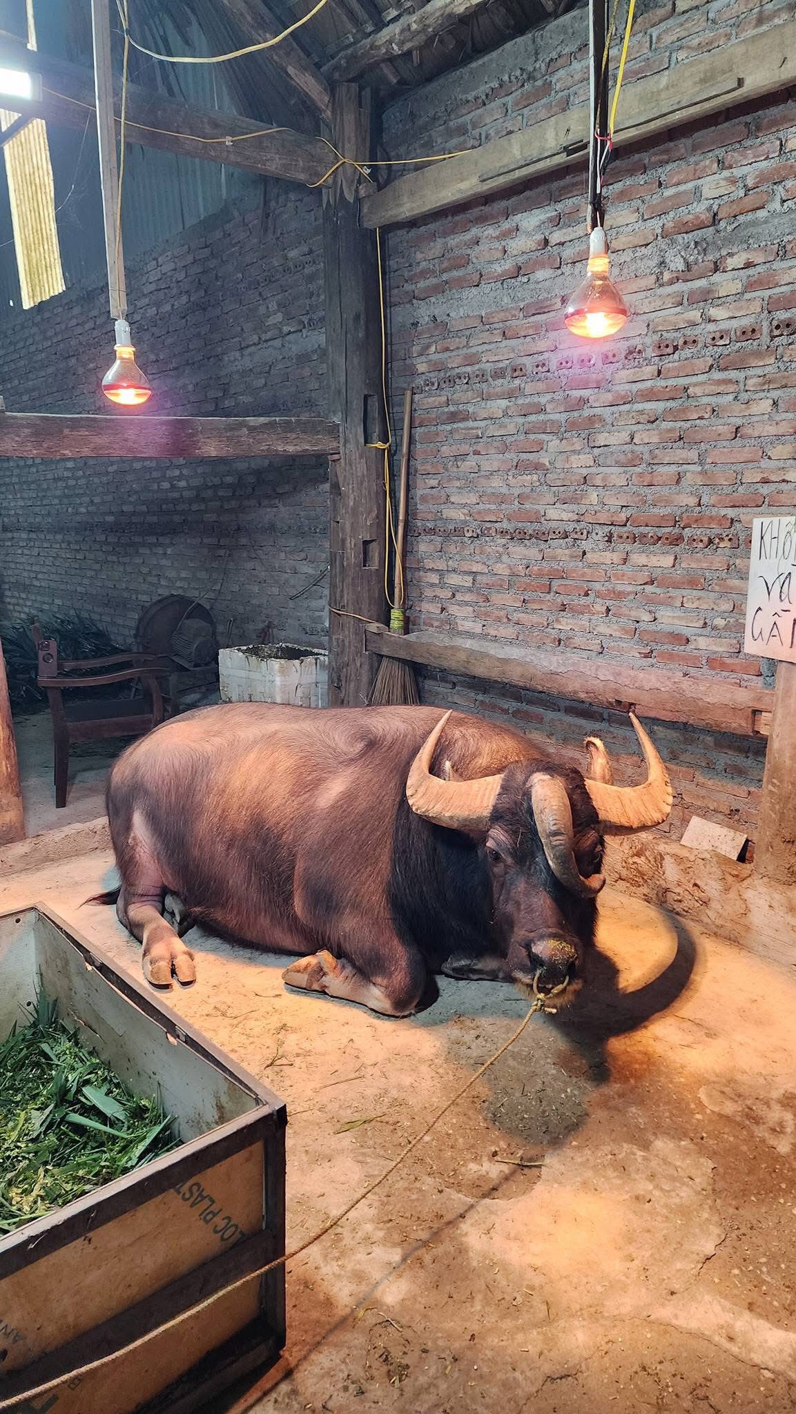 Ch&uacute; tr&acirc;u ba sừng Tuy&ecirc;n Quang g&acirc;y sốt, kh&ocirc;ng b&aacute;n d&ugrave; gi&aacute; 1,3 tỷ đồng - Ảnh 3.