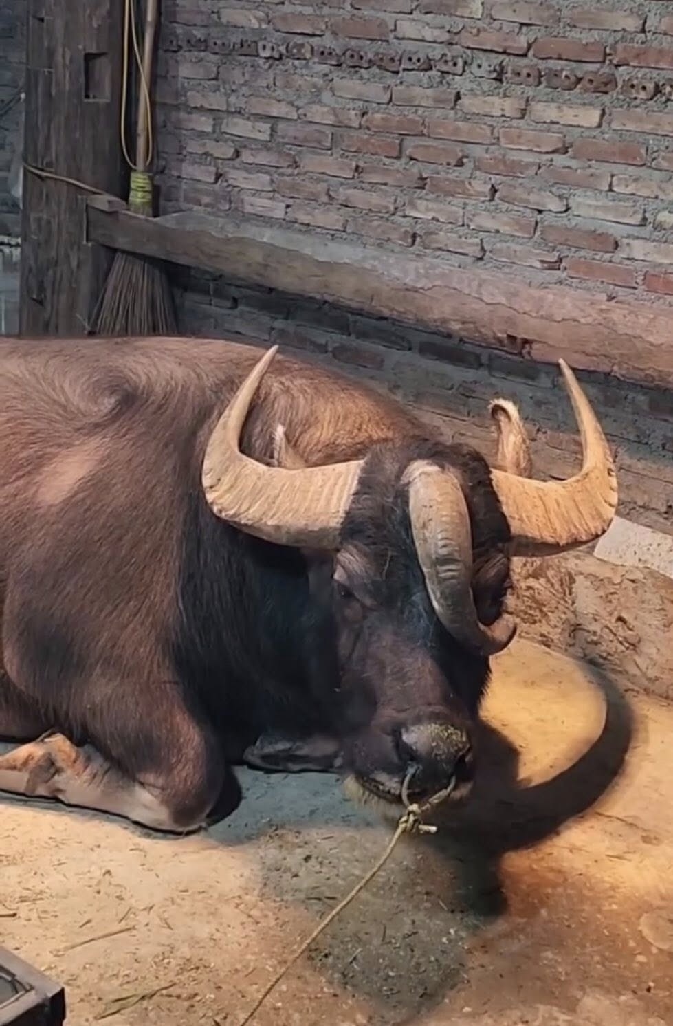 Ch&uacute; tr&acirc;u ba sừng Tuy&ecirc;n Quang g&acirc;y sốt, kh&ocirc;ng b&aacute;n d&ugrave; gi&aacute; 1,3 tỷ đồng - Ảnh 2.