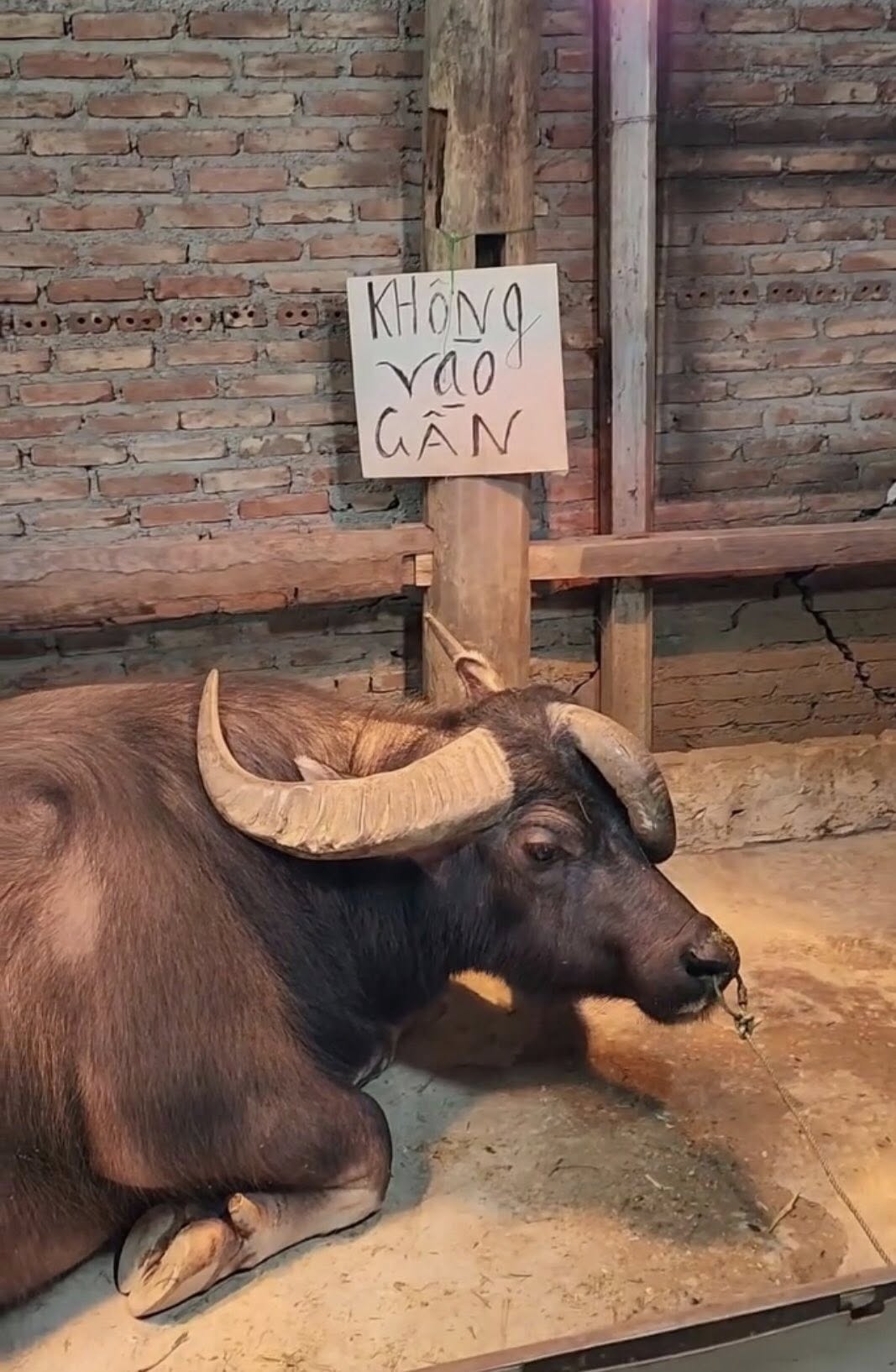 Ch&uacute; tr&acirc;u ba sừng Tuy&ecirc;n Quang g&acirc;y sốt, kh&ocirc;ng b&aacute;n d&ugrave; gi&aacute; 1,3 tỷ đồng - Ảnh 4.