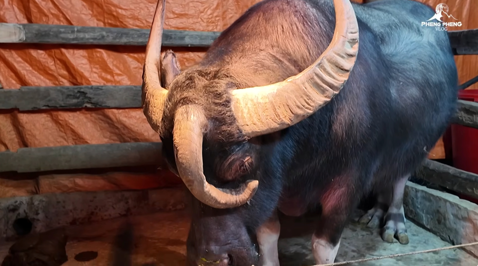 Ch&uacute; tr&acirc;u ba sừng Tuy&ecirc;n Quang g&acirc;y sốt, kh&ocirc;ng b&aacute;n d&ugrave; gi&aacute; 1,3 tỷ đồng - Ảnh 5.