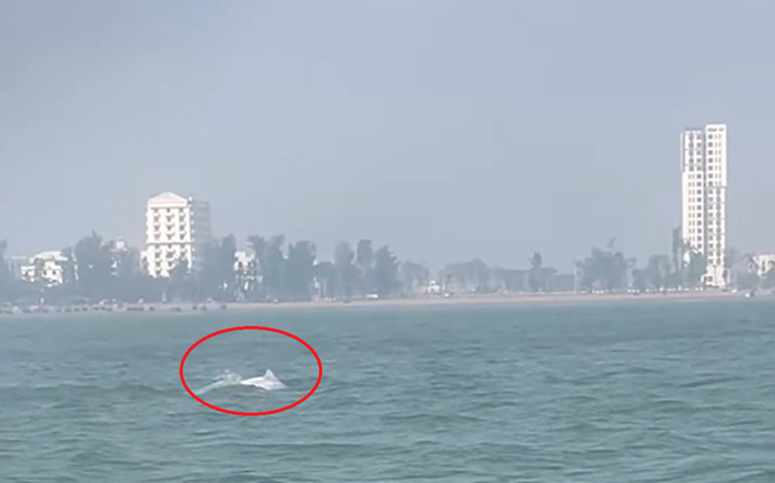 VIDEO: Đàn cá heo trắng