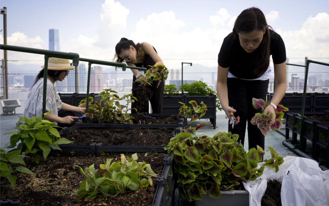 Cư d&acirc;n thu&ecirc; 1m&sup2; s&acirc;n thượng để trồng rau: Xu hướng &ldquo;n&ocirc;ng d&acirc;n đ&ocirc; thị&rdquo; gi&uacute;p tiết kiệm tiền ăn v&agrave; sống xanh giữa th&agrave;nh phố b&ecirc; t&ocirc;ng - Ảnh 1.