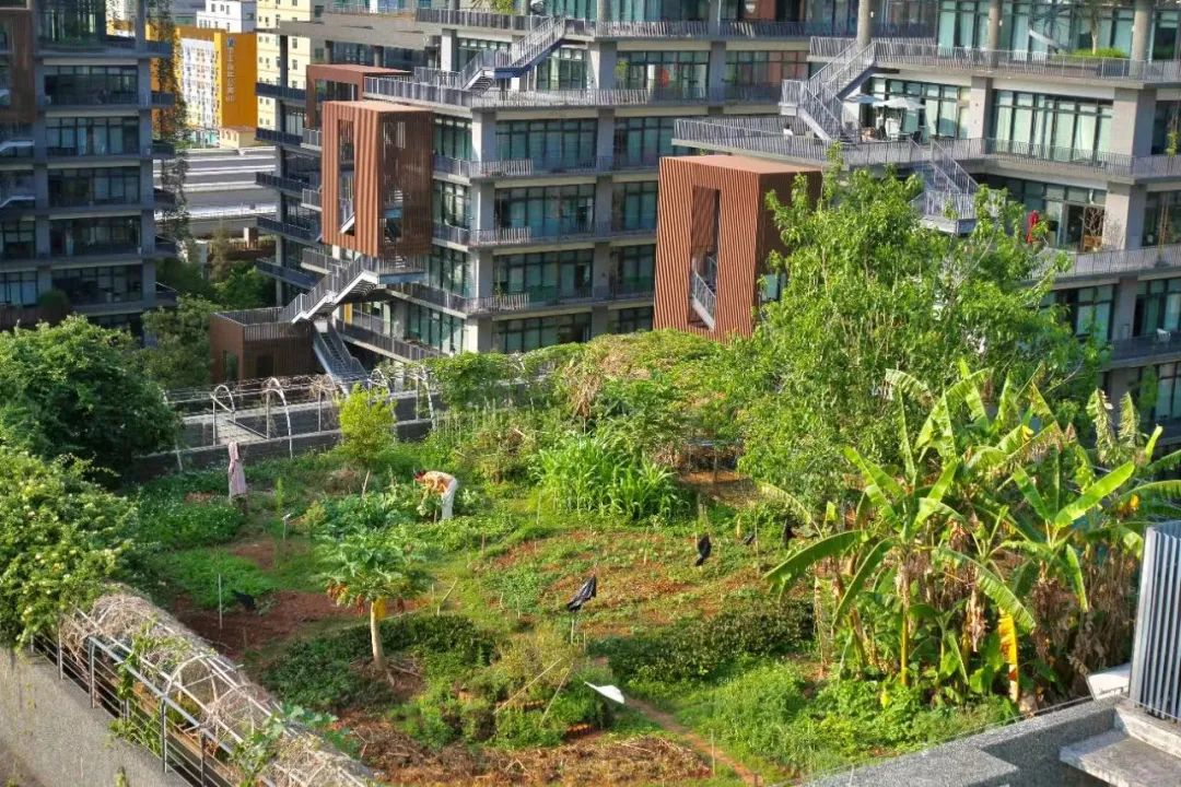 Cư d&acirc;n thu&ecirc; 1m&sup2; s&acirc;n thượng để trồng rau: Xu hướng &ldquo;n&ocirc;ng d&acirc;n đ&ocirc; thị&rdquo; gi&uacute;p tiết kiệm tiền ăn v&agrave; sống xanh giữa th&agrave;nh phố b&ecirc; t&ocirc;ng - Ảnh 3.