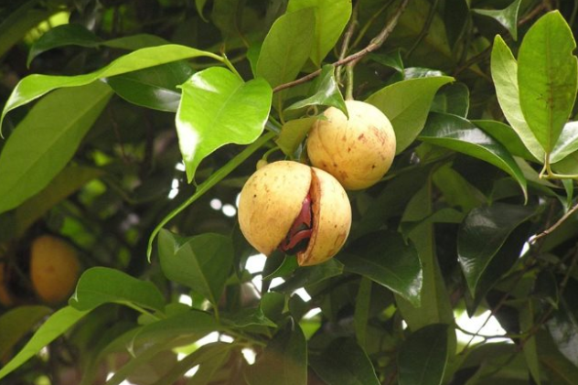 Một loại gia vị triệu đ&ocirc; thế giới rất hiếm nhưng Việt Nam trồng bạt ng&agrave;n: Thu về gần 33 triệu USD, 31 quốc gia li&ecirc;n tục săn đ&oacute;n - Ảnh 1.