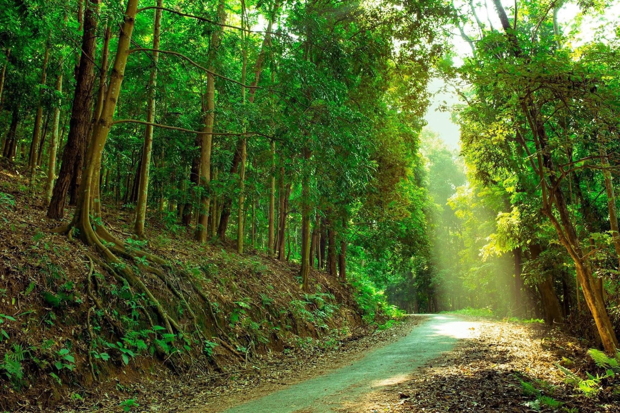 Ở Việt Nam, c&oacute; duy nhất một ng&ocirc;i trường c&oacute; hẳn khu rừng trong khu&ocirc;n vi&ecirc;n- Ảnh 2.