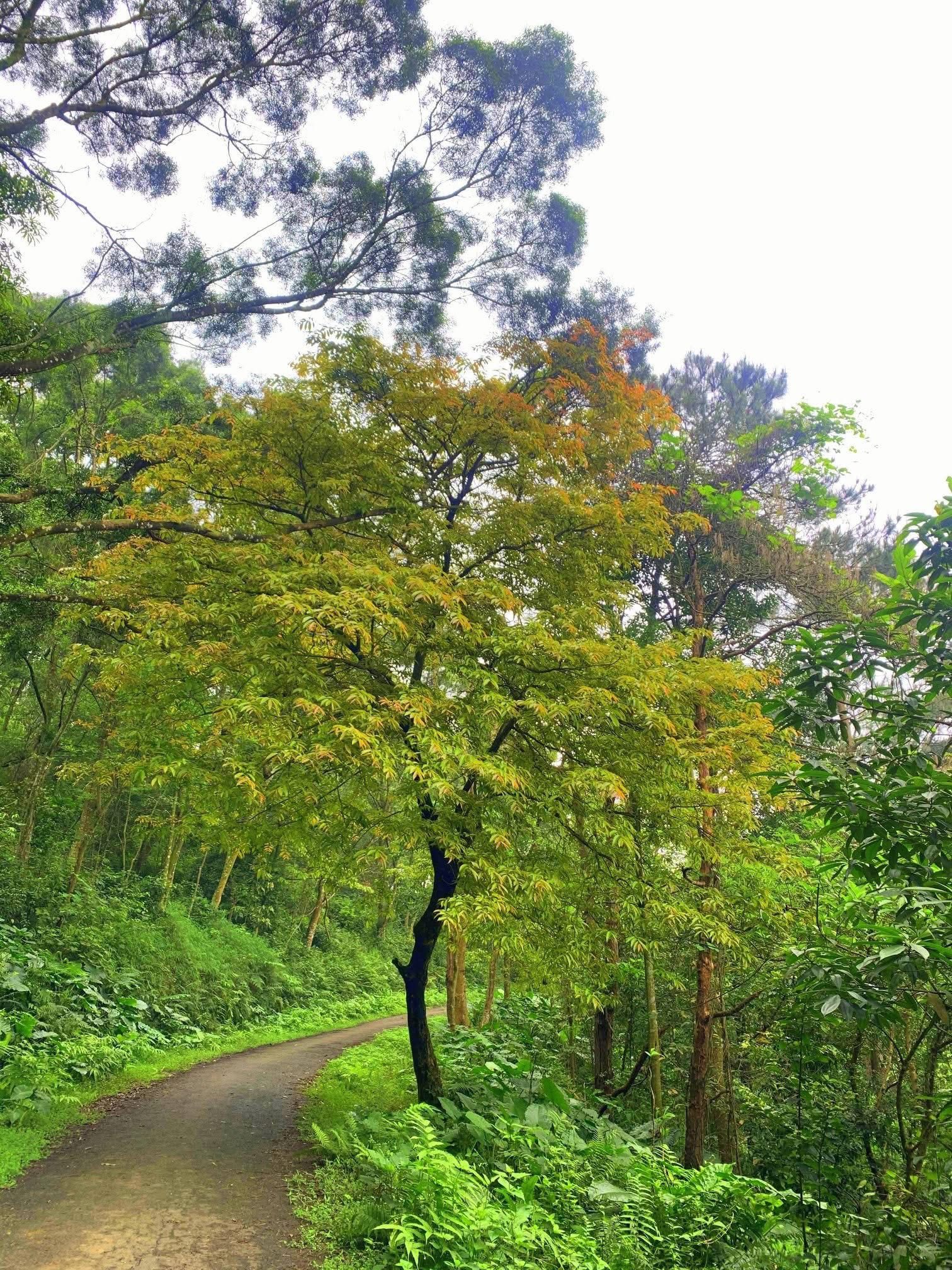 Ở Việt Nam, c&oacute; duy nhất một ng&ocirc;i trường c&oacute; hẳn khu rừng trong khu&ocirc;n vi&ecirc;n- Ảnh 7.