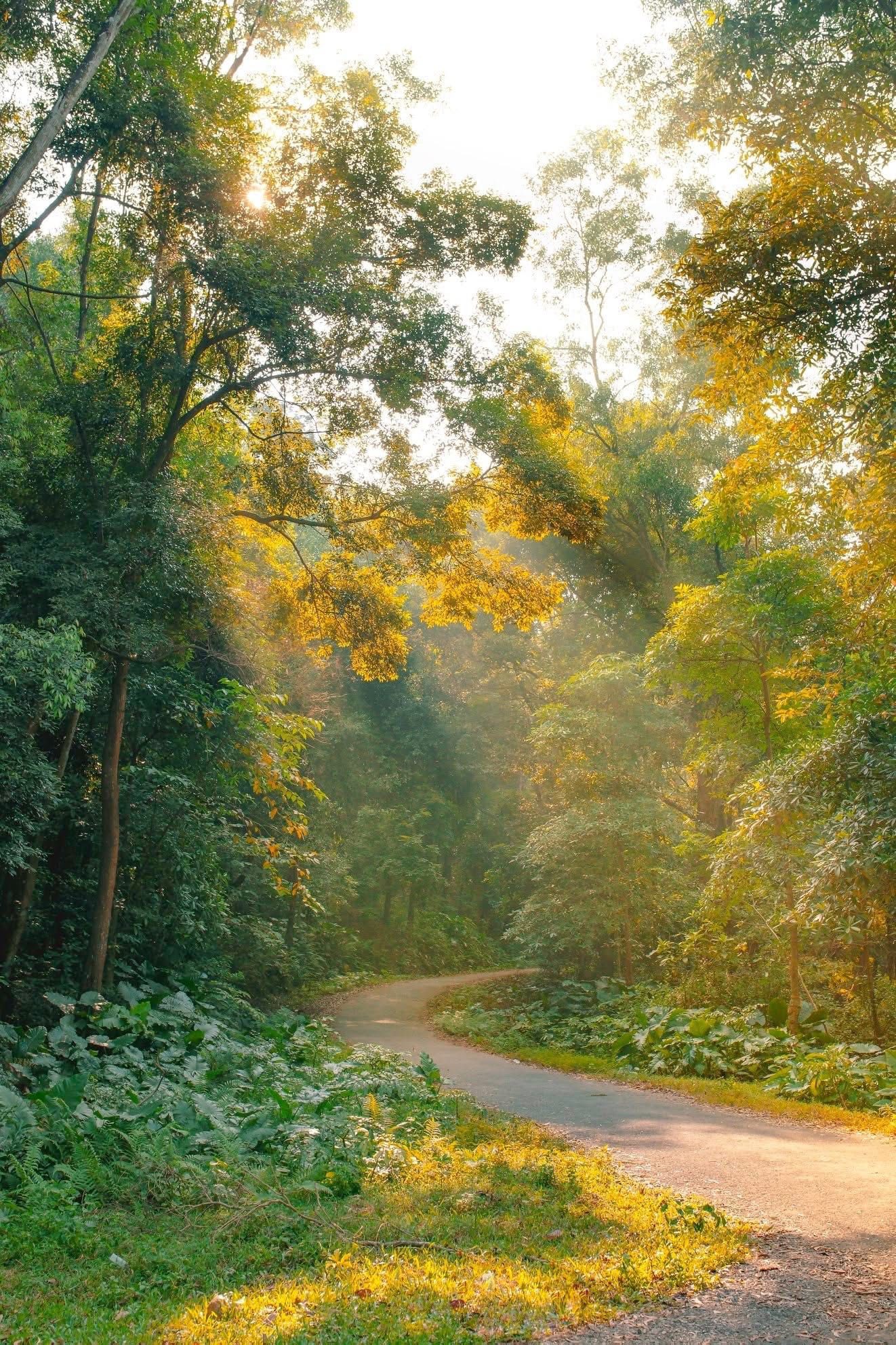 Ở Việt Nam, c&oacute; duy nhất một ng&ocirc;i trường c&oacute; hẳn khu rừng trong khu&ocirc;n vi&ecirc;n- Ảnh 9.