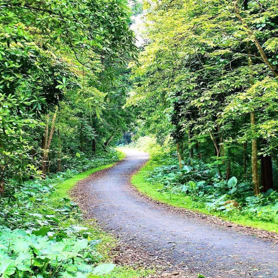 Ở Việt Nam, c&oacute; duy nhất một ng&ocirc;i trường c&oacute; hẳn khu rừng trong khu&ocirc;n vi&ecirc;n- Ảnh 3.