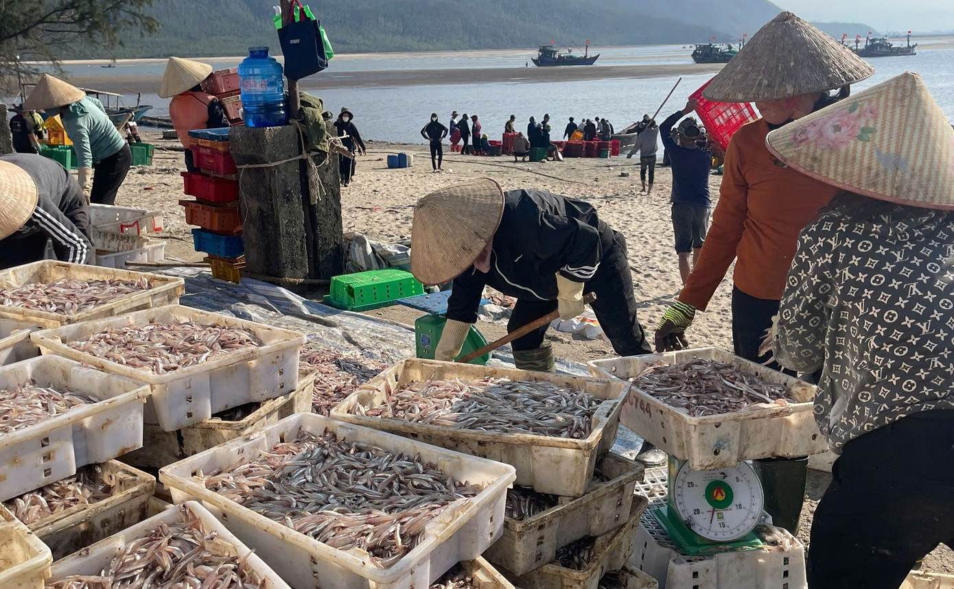 Ngư d&acirc;n H&agrave; Tĩnh tr&uacute;ng đậm lộc biển, thu nhập tiền triệu mỗi ng&agrave;y - Ảnh 5.