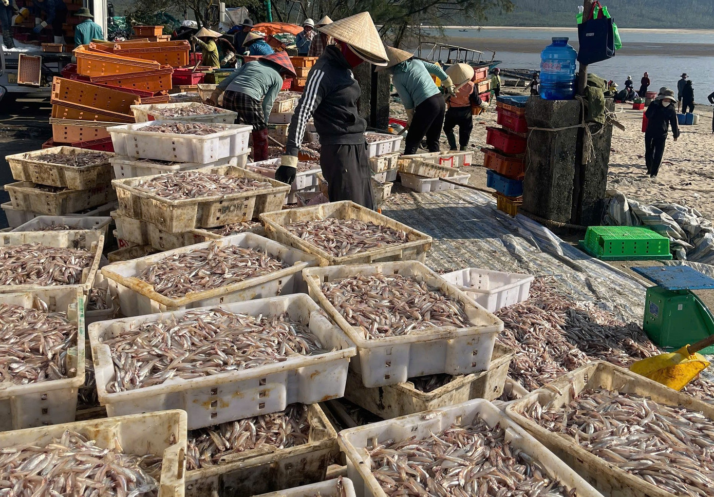 Ngư d&acirc;n H&agrave; Tĩnh tr&uacute;ng đậm lộc biển, thu nhập tiền triệu mỗi ng&agrave;y - Ảnh 7.