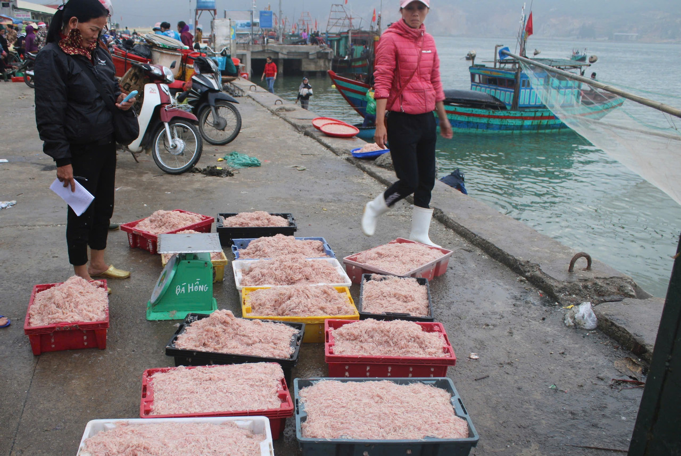 Ngư d&acirc;n H&agrave; Tĩnh tr&uacute;ng đậm lộc biển, thu nhập tiền triệu mỗi ng&agrave;y - Ảnh 10.