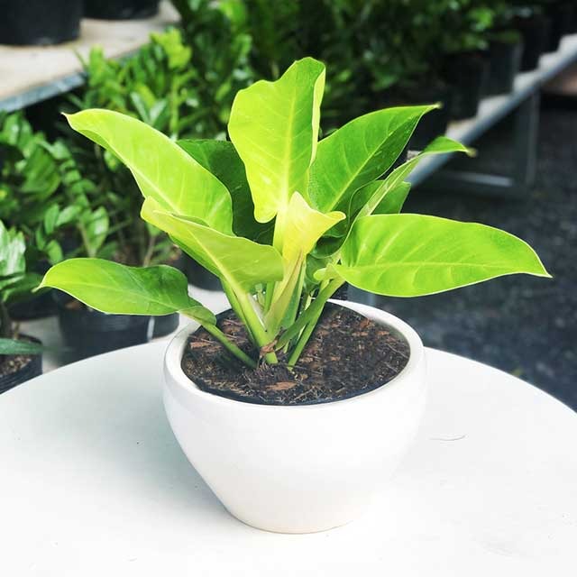 8 lo&agrave;i c&acirc;y l&agrave; 