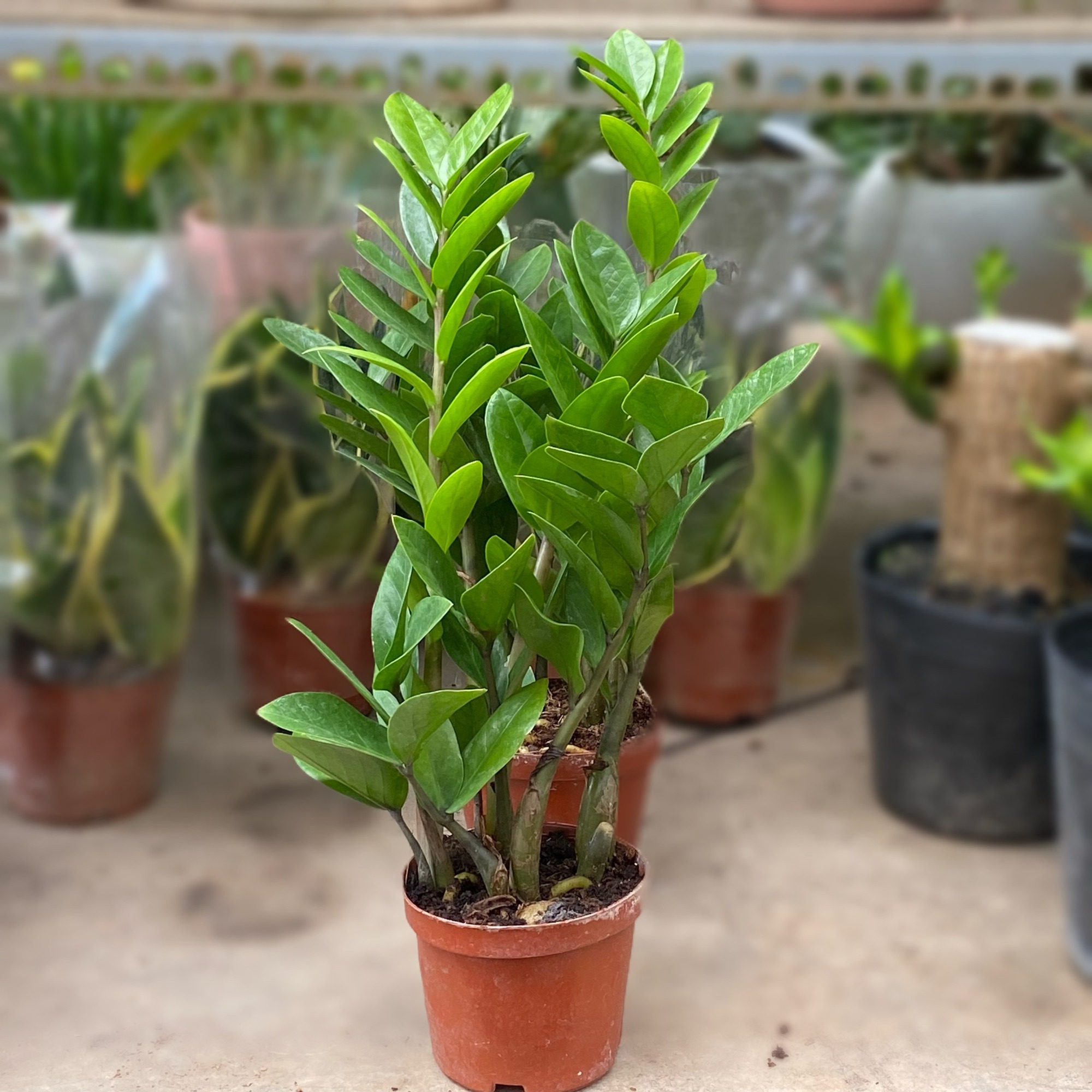 8 lo&agrave;i c&acirc;y l&agrave; 