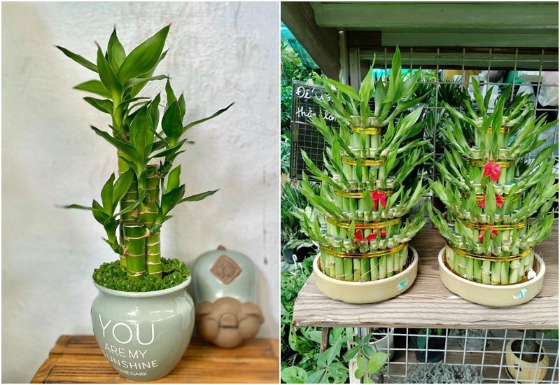 8 lo&agrave;i c&acirc;y l&agrave; 