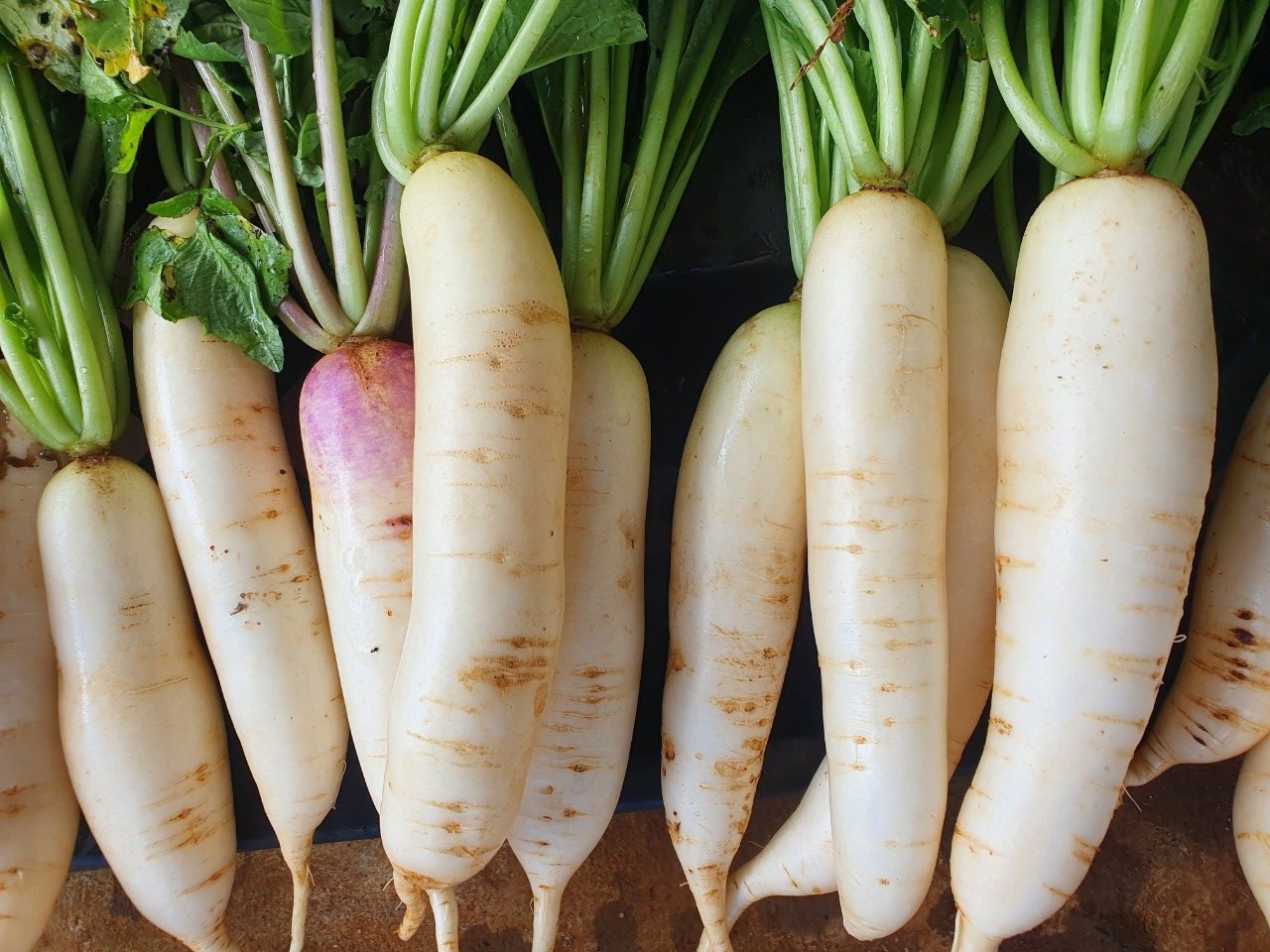 Củ cải đem th&aacute;i sợi rồi x&agrave;o c&ugrave;ng nguy&ecirc;n liệu n&agrave;y vừa ngon miệng, lại gi&agrave;u canxi tốt cho xương từ gi&agrave; đến trẻ - Ảnh 1.