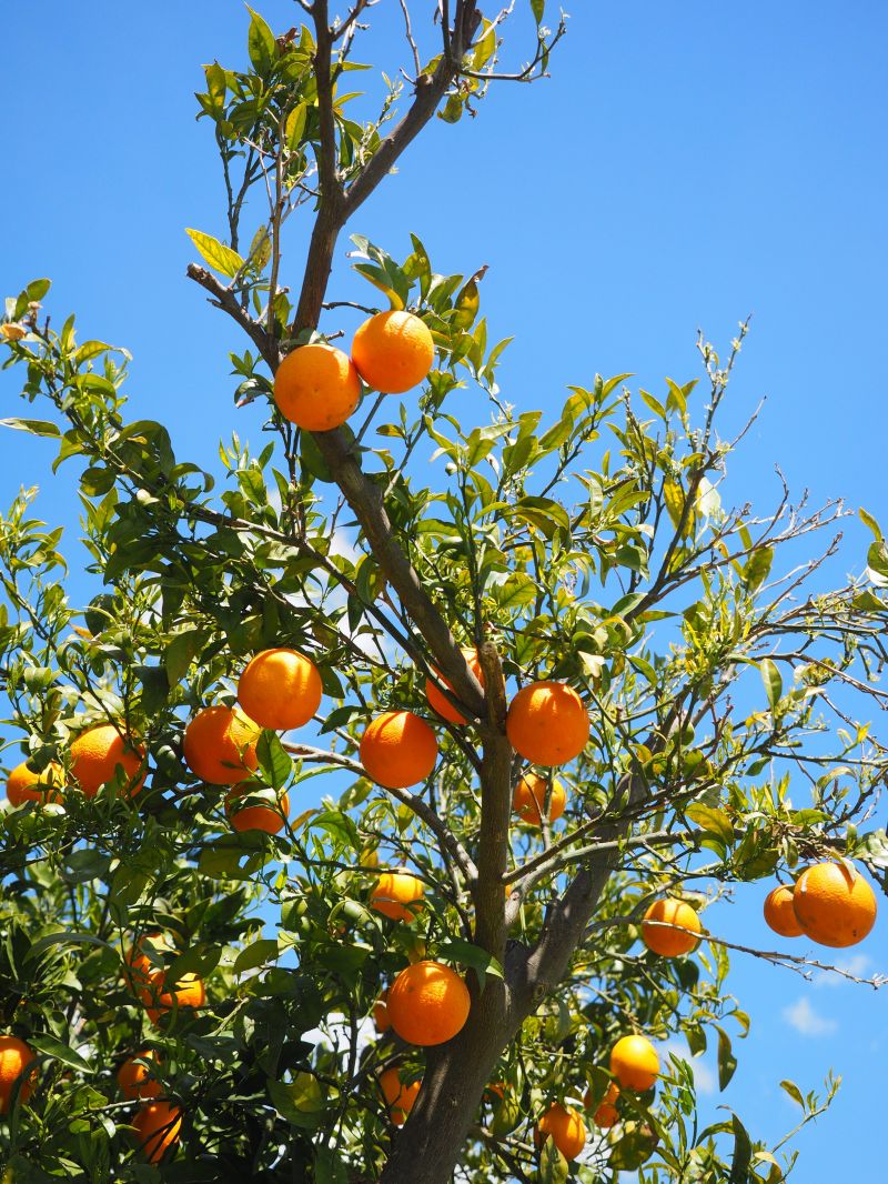 orangesfruitsorangetreecitrusfruitstreeleavesaestheticfoliage-834183-17689819537321563073459.jpg